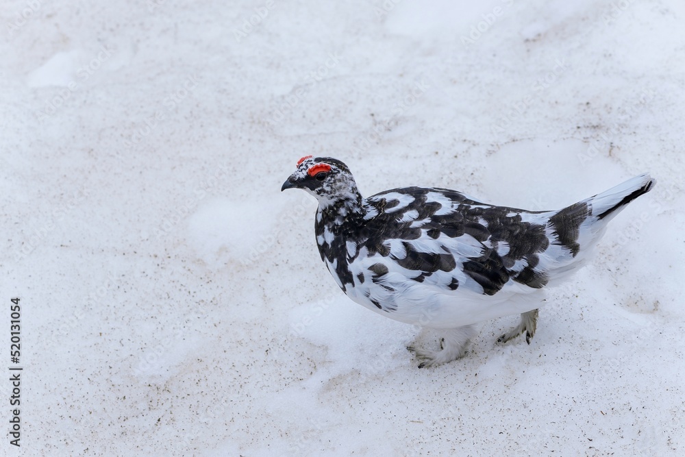 雪原を堂々と歩く雷鳥オス＠室堂、石川