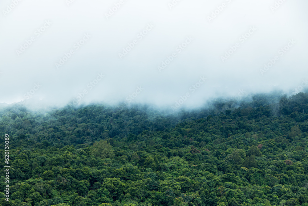 Misty foggy mountain landscape with fir forest. White fog over the forest and mountains. Misty foggy mountain landscape with fir forest. White fog over the forest and mountains.