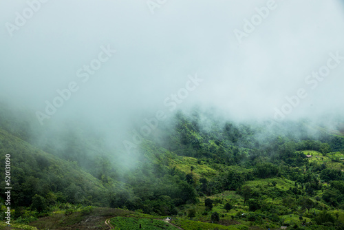 Misty foggy mountain landscape with fir forest. White fog over the forest and mountains.