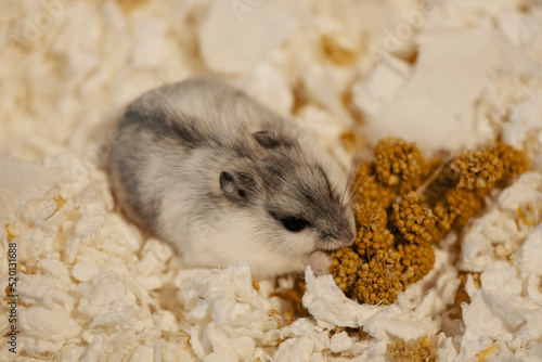 Hamster eating spray millet on paper shavings, top view