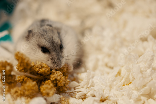Hungry hamster eating spray millet on paper shavings in cage