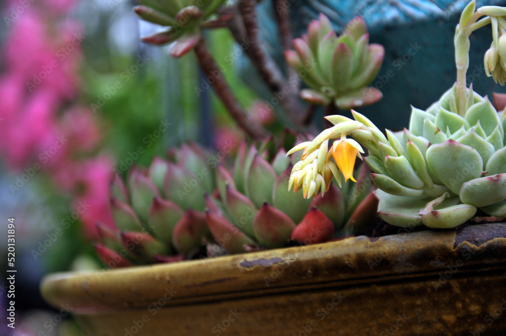 Obraz premium The close-up of succulent plants