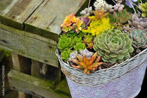 The close-up of succulent plants photo