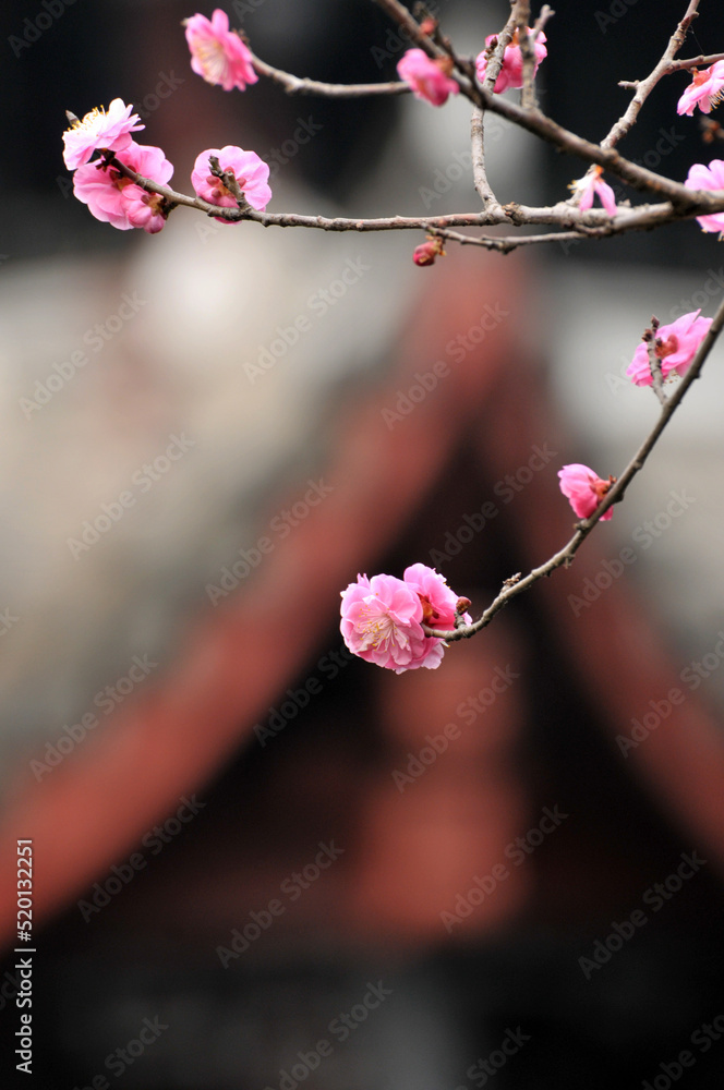blossoming plum blossom in spring blossoming plum blossom in spring