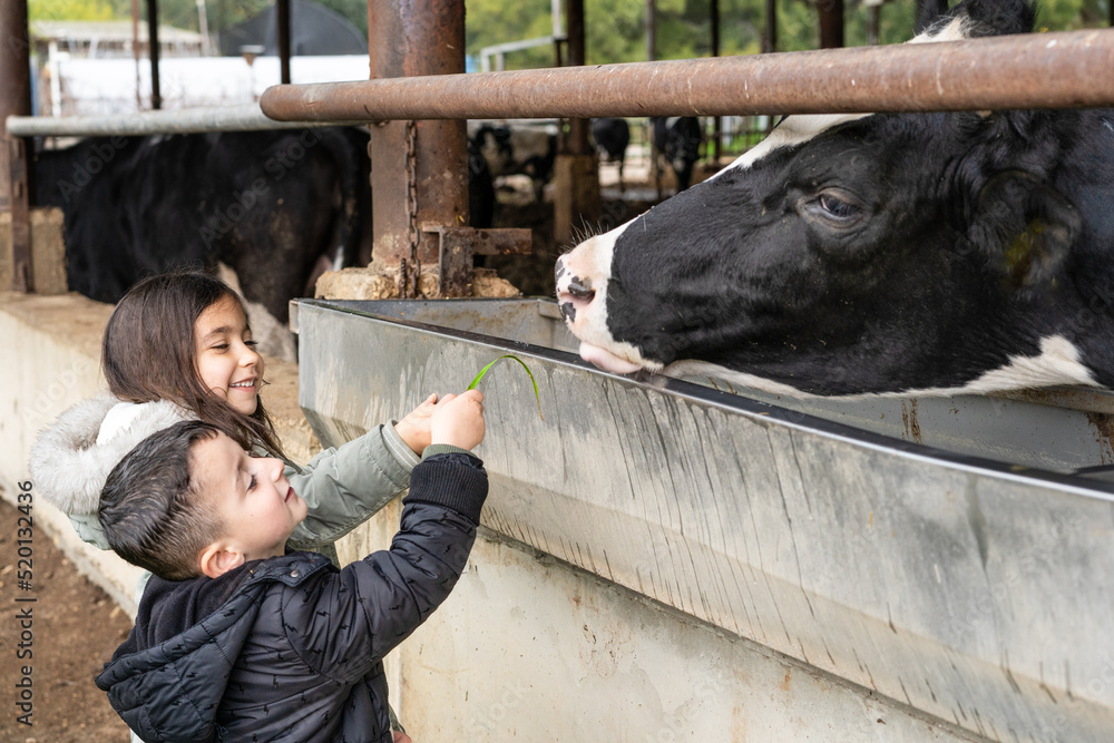 Kids at a milk farm feeding cow. Little children feeds a cow with grass ...