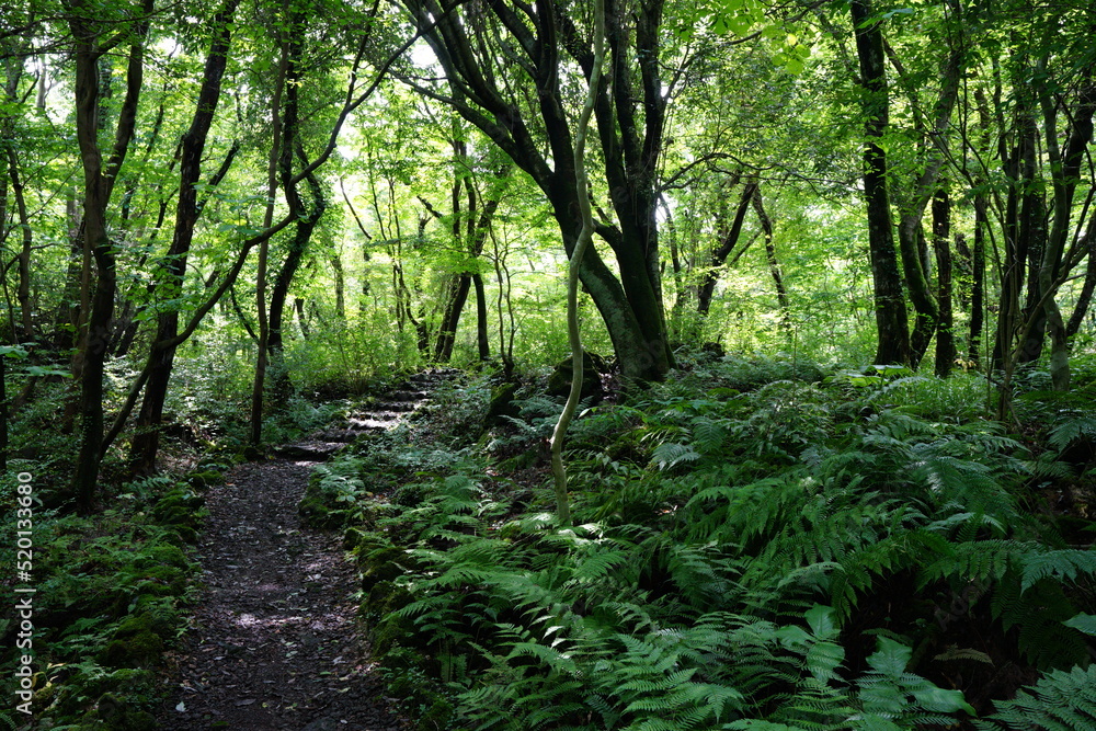pathway through dense summer forest pathway through dense summer forest