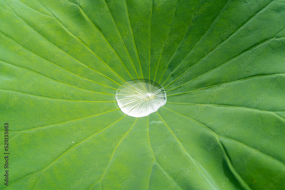 葉に水がたまった蓮の葉 葉に水がたまった蓮の葉