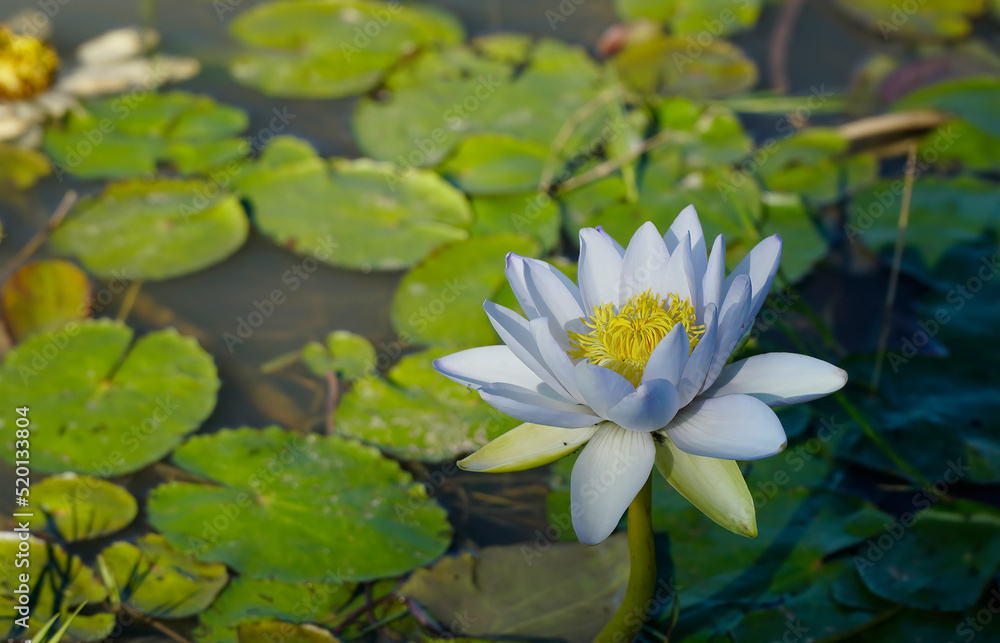 one beautiful white water lilly with yellow center one beautiful white water lilly with yellow center