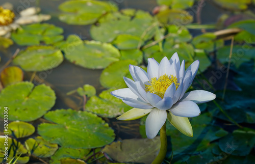 one beautiful white water lilly with yellow center