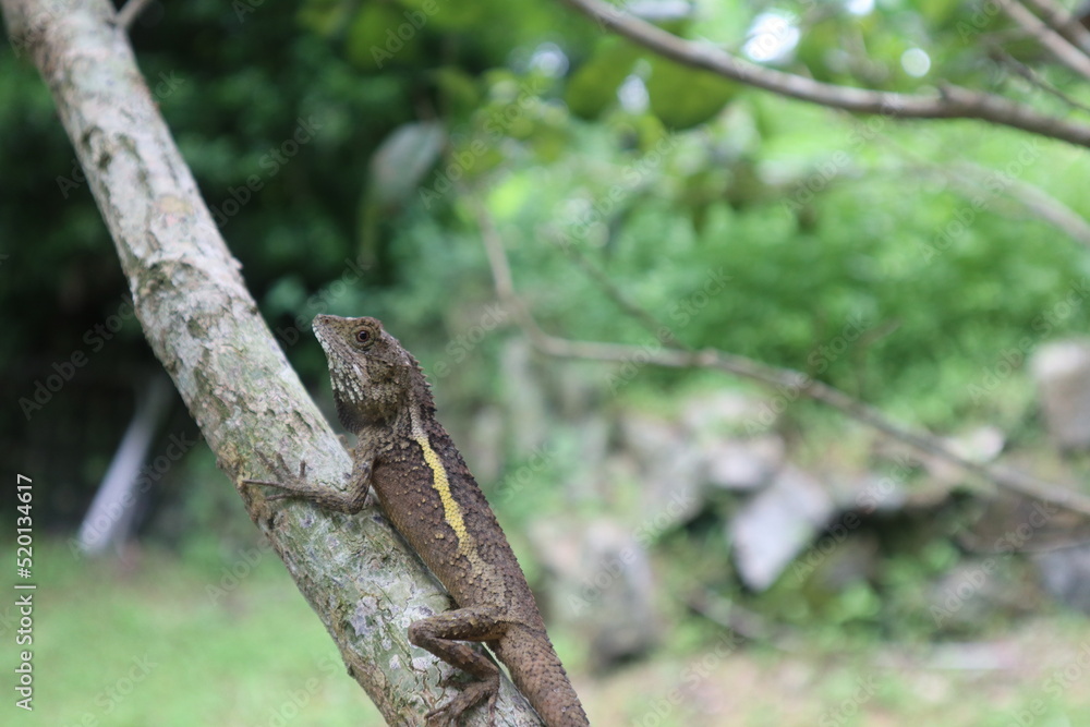 
lizard on the tree close-up design for natural and wild concept