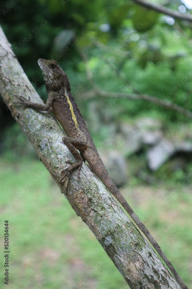 lizard on the tree close-up design for natural and wild concept close-up lizard on the tree close-up design for natural and wild concept close-up