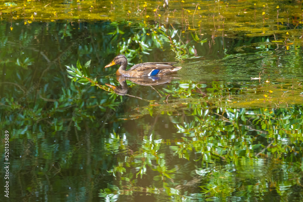 Fototapeta premium duck in water