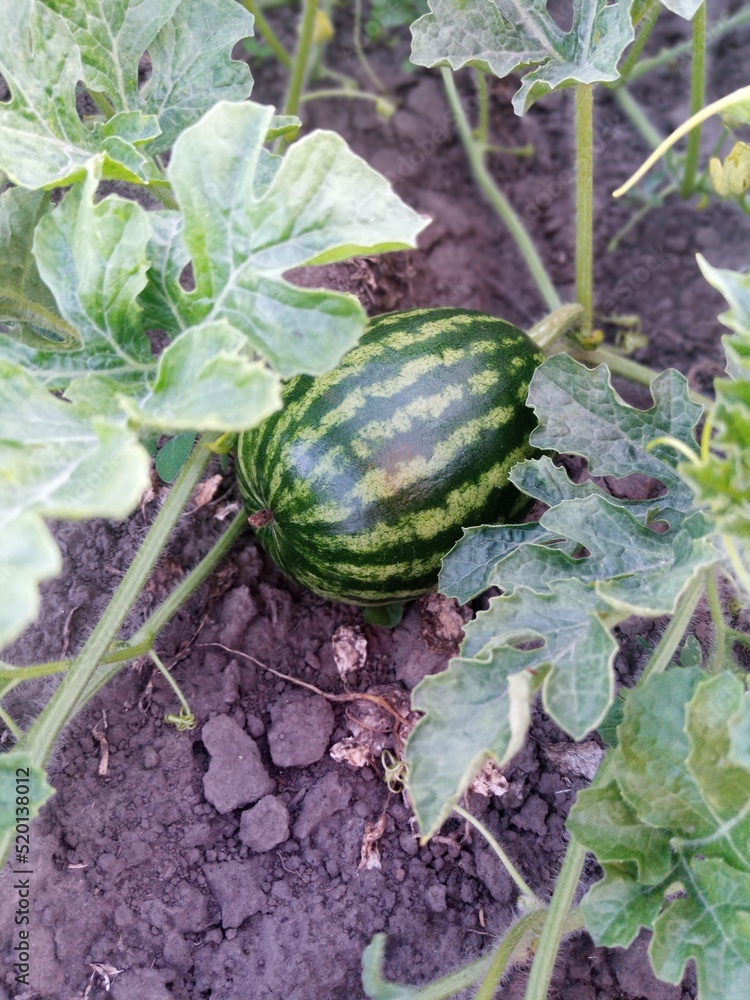 Obraz premium pumpkin in the garden