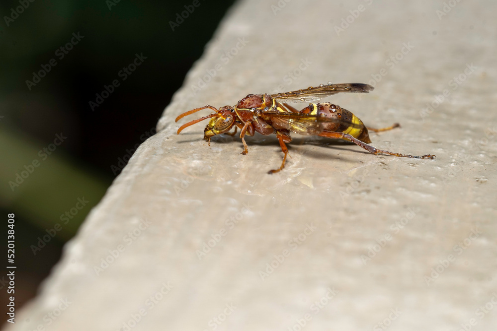 macro photography  of bug..shot on sony 90mm macro sunny day