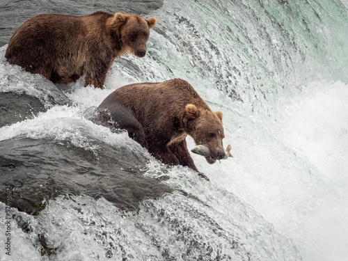 grizzly bear catching fish at waterfall © Michael