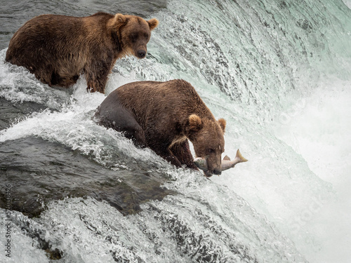 bear eating fish at waterfall