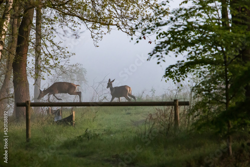 Fototapeta Naklejka Na Ścianę i Meble -  Jelenie w lesie, Łania z młodym