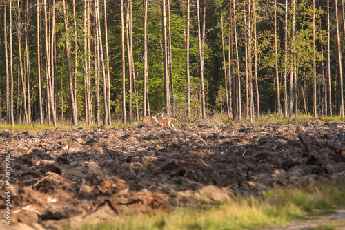 Fototapeta Naklejka Na Ścianę i Meble -  jelenie w lesie