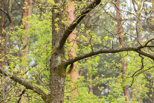 ruda Wiewiórka na drzewie
