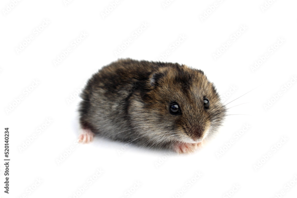 A gray hamster sits scaredly on a white background. A gray hamster sits scaredly on a white background.