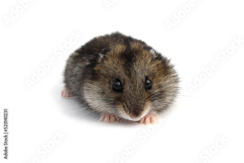 gray hamster scared of the seats on a white background.