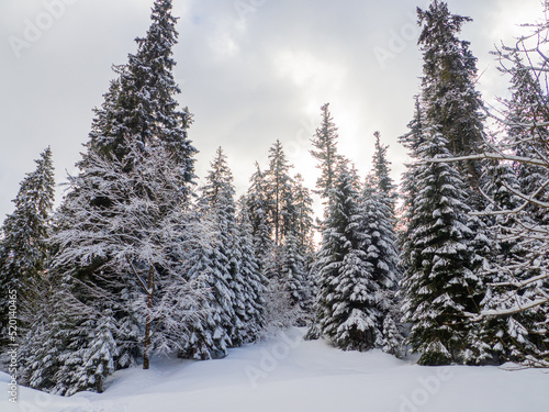 Winter forest in the Carpathians, Ukraine, near Lake Synevyr. Trees covered in snow. Beautiful nature scenery with spruce trees in snow. Landscapes with coniferous forest on a bright sunny day.