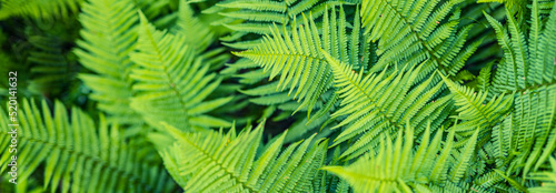 Beautiful ferns leaves, green foliage natural, floral fern background. panoramic view, sunlight. Fantasy floral background, ferns in the forest. Tranquil background of ferns green foliage leaves.
