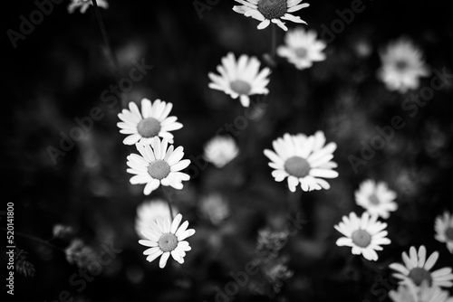 Beautiful close-up of black and white daisy flowers on artistic dark blurred background. Abstract nature white flowers and black bokeh field foliage. Beautiful monochrome daisy flower blossom