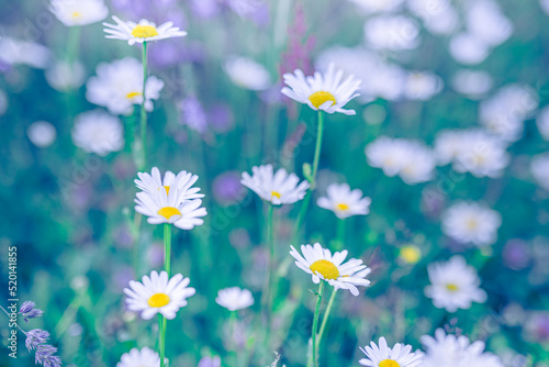 Fototapeta Naklejka Na Ścianę i Meble -  Beautiful nature flowers. Abstract sunset field landscape of grass meadow on soft green blue sunset sunrise time. Tranquil spring summer nature closeup chamomiles daisies blurred field background