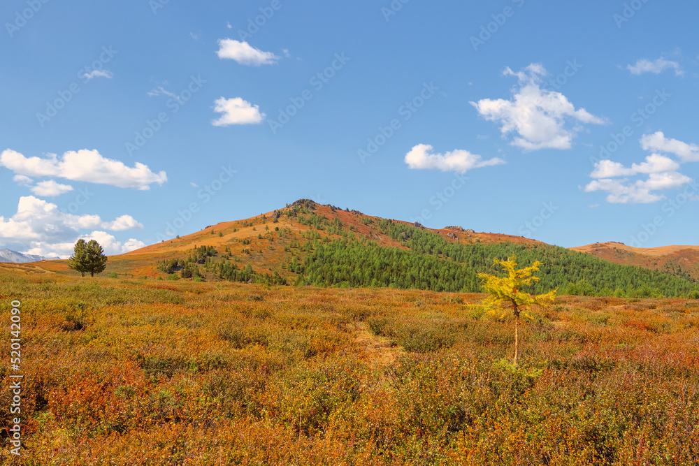 Bright colorful mountain landscape with a cone hillside in golden sunlight in autumn. Mountain plateau with a dwarf birch and cedar forest of the sunlit mountainside under blue cloudy sky.