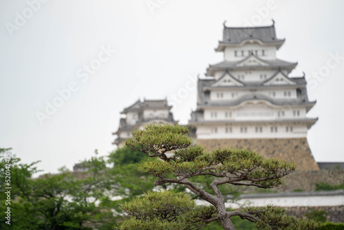 調和する、緑の松と姫路城の天守閣