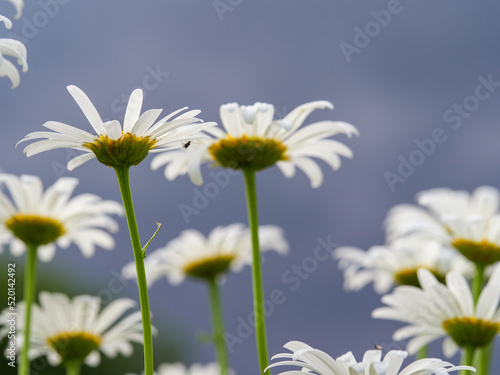 Flowering of daisies. Oxeye daisy  Leucanthemum vulgare  Daisies  Dox-eye  Common daisy  Dog daisy  Moon daisy. Gardening concept