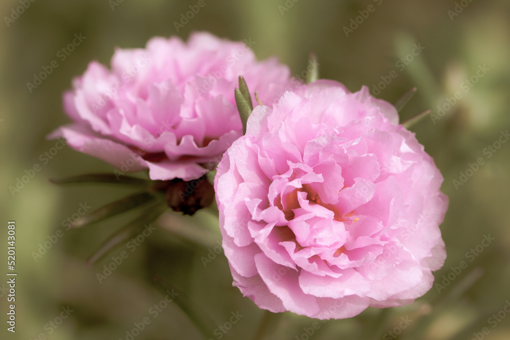 Pink small roses romantic flowers buds with blur green background macro