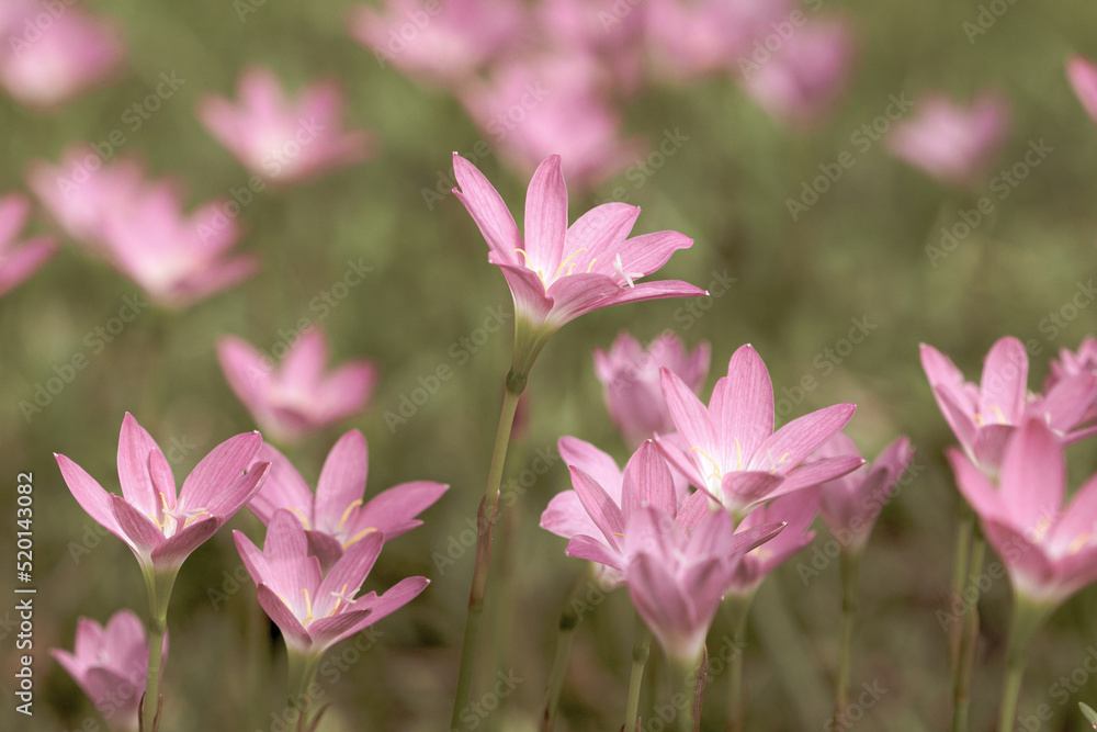 Cute pink small romantic flowers with blur green meadow background macro Cute pink small romantic flowers with blur green meadow background macro