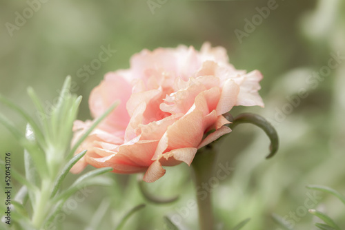 Fototapeta Naklejka Na Ścianę i Meble -   Orange small rose romantic flower with blur green background macro