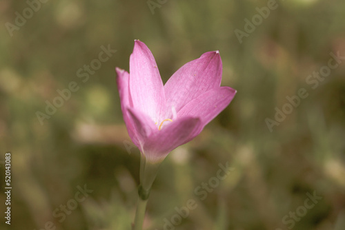 Cute pink small romantic flower ine bud with blur green background macro