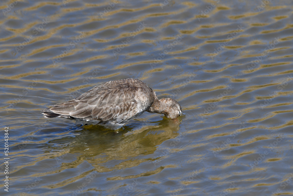 Black-tailed Godwit // Uferschnepfe (Limosa limosa) Black-tailed Godwit // Uferschnepfe (Limosa limosa)