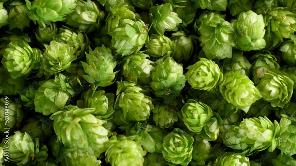 Super Slow Motion Top Shot of Falling Fresh Green Hops at 1000 fps. Super Slow Motion Top Shot of Falling Fresh Green Hops at 1000 fps.