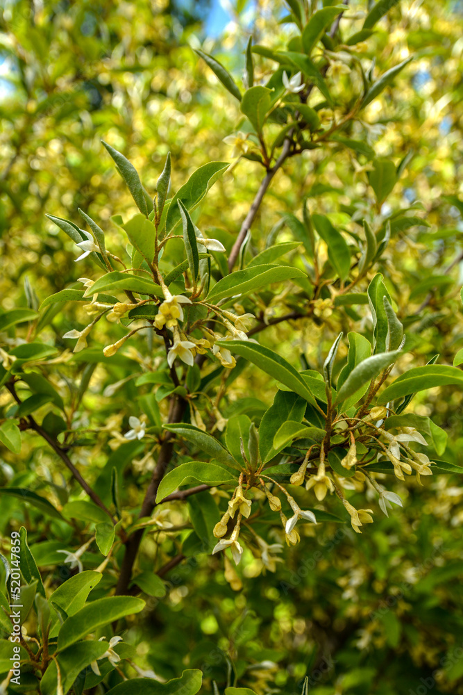 Flowering cherry elaeagnus shrub (Elaeagnus multiflora) Flowering cherry elaeagnus shrub (Elaeagnus multiflora)