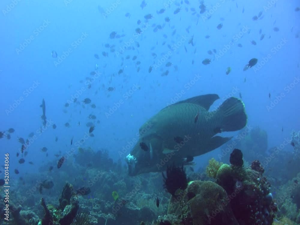 Napoleon wrasse (Cheilinus undulatus) hovering and opening mouth Napoleon wrasse (Cheilinus undulatus) hovering and opening mouth