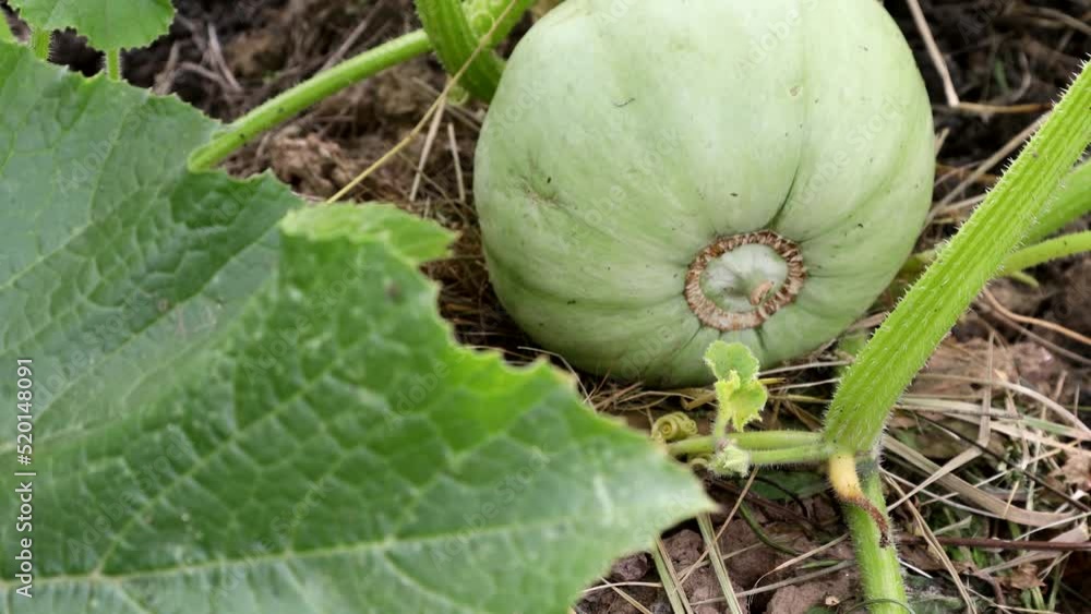 pumpkin grows in the garden on the bed pumpkin grows in the garden on the bed
