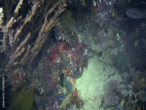 Moustache conger (Conger cinereus)
