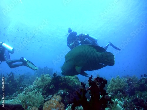 Wallpaper Mural Napoleon wrasse (Cheilinus undulatus) swimming over coral reef with divers Torontodigital.ca