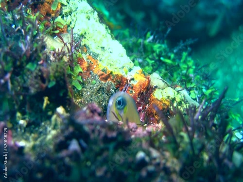 Blenny coming out of its hole photo