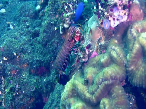 Smashing mantis shrimp (Odontodactylus scyllarus) smashing the coral
