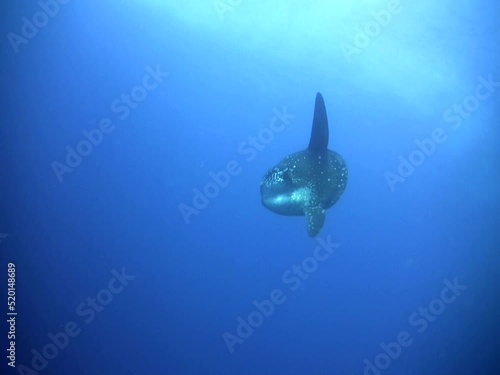 Oceanic sunfish (Mola mola) from below photo