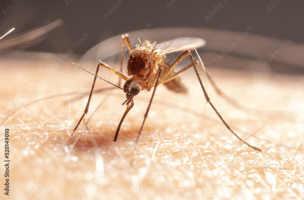 A mosquito drinks blood on human skin. - obrazy, fototapety, plakaty 