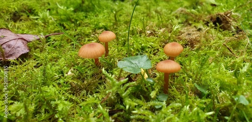Braune Pilze auf dem Waldboden