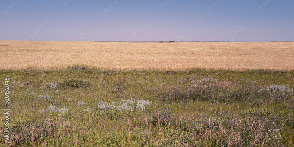 Retro-style prairie landscape with the golden wheat field on the Trance Canada Highway in Alberta, Canada Retro-style prairie landscape with the golden wheat field on the Trance Canada Highway in Alberta, Canada