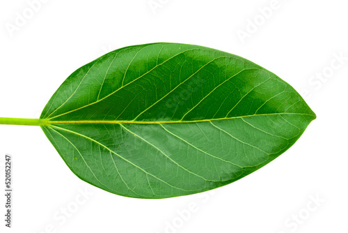 Slika na platnu banyan tree leaves isolated on white background